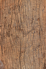 Obraz premium wood texture