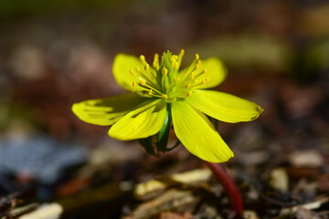 Winterling Makro Eranthis hyemalis Blume Kälte Sprießen Nahaufnahme erblühen Frühblüher Winter...