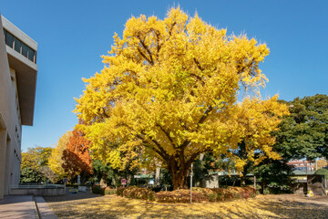 東京都港区南麻布の有栖川宮記念公園にある都立中央図書館と銀杏の大木