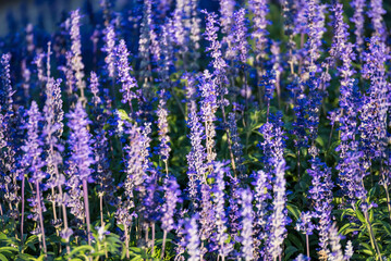 Close-up Of Purple Flowering Plants On Field