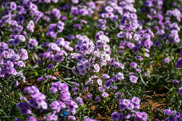 Fototapeta premium Close-up Of Purple Flowering Plants On Field