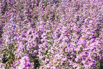Obraz premium Close-up Of Purple Flowering Plants On Field