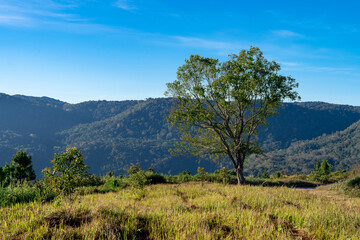 Obraz premium growing green leaf tree on grass field hill with blue sky at Phu Lom Lo, Thailand
