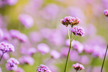 Close-up Of Purple Flowering Plants On Field