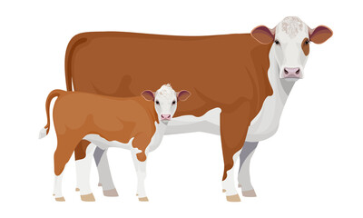 Farm animal - Cow with Calf. Hereford - The Best Beef Cattle Breeds. Vector Illustration.