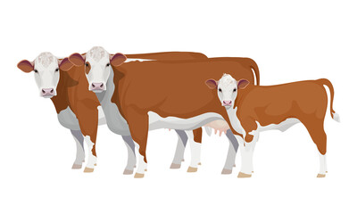 Farm animal - Cow with Calf. Hereford - The Best Beef Cattle Breeds. Vector Illustration.