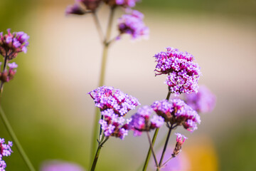 Fototapeta premium Close-up Of Purple Flowering Plants On Field