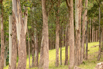 bosque com muitas árvores
