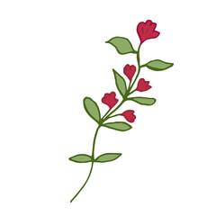 Wild flower on a white background. Vector illustration. Hand drawing.