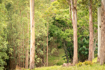árvores na floresta