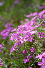 Phlox subulata (creeping phlox, moss phlox or mountain phlox) flowers background. Close up of beautiful pink flowers. Vertical image