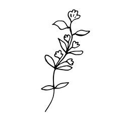 Wild flower in doodle style on a white background. Vector illustration. Hand drawing.