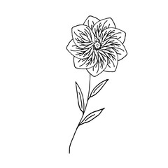 Wild flower in doodle style on a white background. Vector illustration. Hand drawing.
