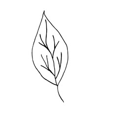 Doodle plant leaf on white background. Vector illustration. Hand drawing.