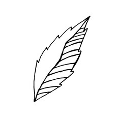 Doodle plant leaf on white background. Vector illustration. Hand drawing.