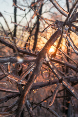 tree branches covered with ice during dawn in winter