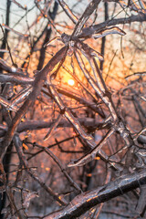 tree branches covered with ice during dawn in winter