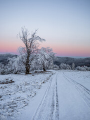 Winter landscape - frosty trees in snowy forest in the sunny evening. Tranquil  nature at sunset.