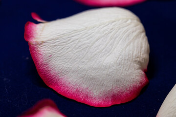 Macro mode. Rose petals close-up. The structure and texture of the petal in detail.