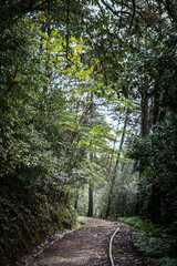 Obraz premium Paths around the woods of Convent of Christ, Tomar, Portugal
