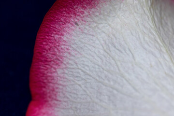 Macro mode. Rose petals close-up. The structure and texture of the petal in detail.