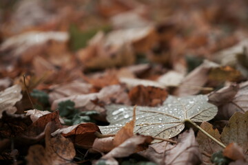 Herbstlaub mit Regentropfen