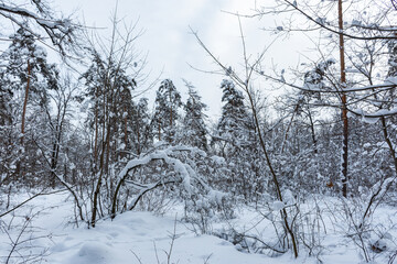 Snow-covered trees in the forest. Winter natural background. The tree bent under the weight of snowdrifts. Walk through the winter Park. Overcast gray cold day. Impenetrable thicket of the forest.