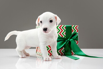 Little young dog with big gift for Birthday or New Year party. Cute playful brown white doggy or pet on gray studio background. Concept of holidays, pets love, celebrating. Looks funny. Copyspace.