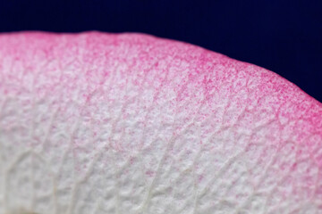 Macro mode. Rose petals close-up. The structure and texture of the petal in detail.