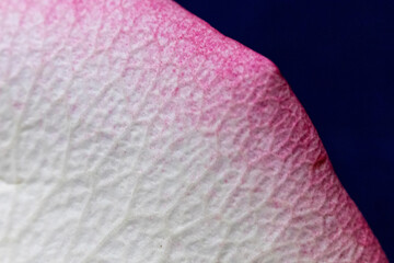 Macro mode. Rose petals close-up. The structure and texture of the petal in detail.
