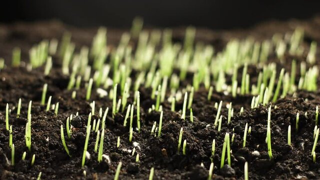 Rye Field, Cereal Growing Crop Time Lapse. Fresh Green Rye Plant Grow Timelapse. Nature spring season. Gardening food, agriculture grain, cover crop, forage crop. Ecology, climate change