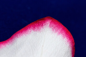 Macro mode. Rose petals close-up. The structure and texture of the petal in detail.