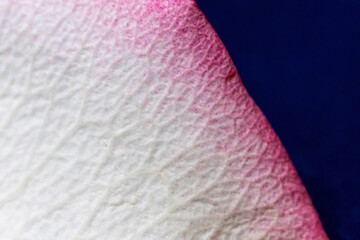 Macro mode. Rose petals close-up. The structure and texture of the petal in detail.