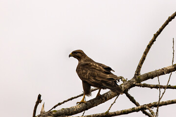 A Red-Tailed Hawk Bird of Prey Perched at Top of Tree