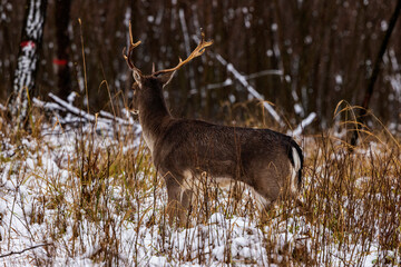 Fallow deer buck (Dama dama)in winter season.