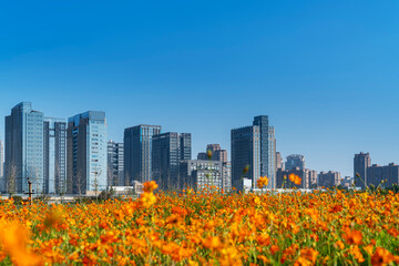 flower field in park at city center and modern city