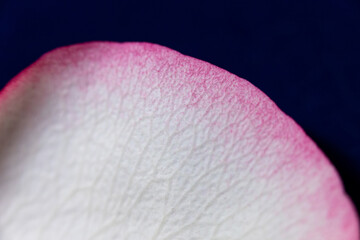 Macro mode. Rose petals close-up. The structure and texture of the petal in detail.
