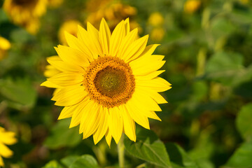Yellow sunflower in the sunset light. Close-up. Sunflower, close-up. Yellow big flower.