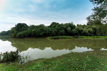 Lush greener around the pond in the park