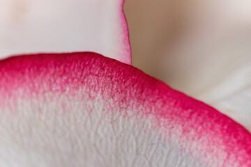 Macro mode. Rose petals close-up. The structure and texture of the petal in detail.