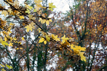 Maple branch with yellowed leaves. Background, texture. Autumn in the forest.