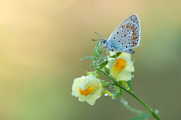 Polyommatus icarus - diurnal butterfly on the forest flower in the dew in the first rays of the sun