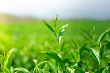 Green Tea plantation in the field