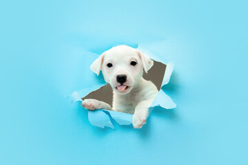 Cute and little doggy running breakthrough blue studio background purposeful and inspired, attented. Concept of motion, action, movement, goals, pets love. Looks delighted, funny. Copyspace for ad.