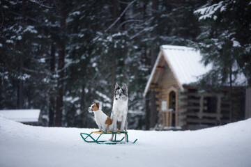 two dogs big and small in the winter. Jack Russell Terrier and Border Collie on a sled