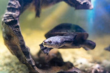 The snake-necked turtle swims in the water in search of food