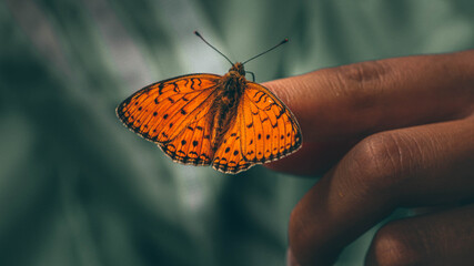 Fototapeta na wymiar A beautiful orange butterfly sits on a girl's finger.