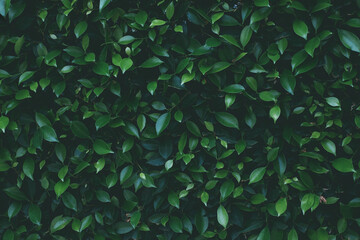 Beautiful dark green leaves pattern background, Natural backdrop and wallpaper from the garden