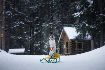two dogs big and small in the winter. Jack Russell Terrier and Border Collie on a sled