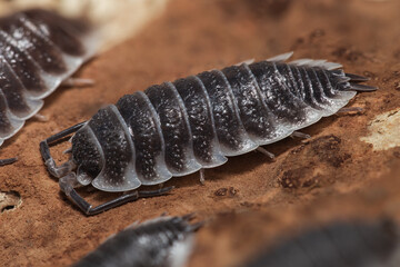 Porcellio hoffmannseggi  woodlouse on a piece of bark